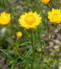 Slamienka Lemon Yellow - Helichrysum bracteosum - predaj semien - 300 ks