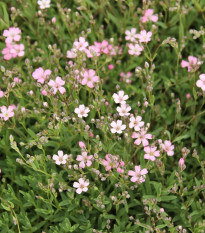 Gypsomilka pacifická - Nevestin závoj - Gypsophila pacifica - predaj semien - 100 ks
