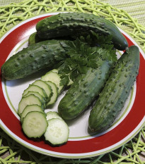Uhorka Patio Snacker F1 - vhodná na balkón - Cucumis sativus - predaj semien - 8 ks