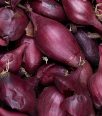 Cibuľa šalotka Schelia jarná červená - Allium cepa L. - predaj semien - 150 ks