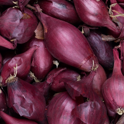 Cibuľa šalotka Schelia jarná červená - Allium cepa L. - predaj semien - 150 ks