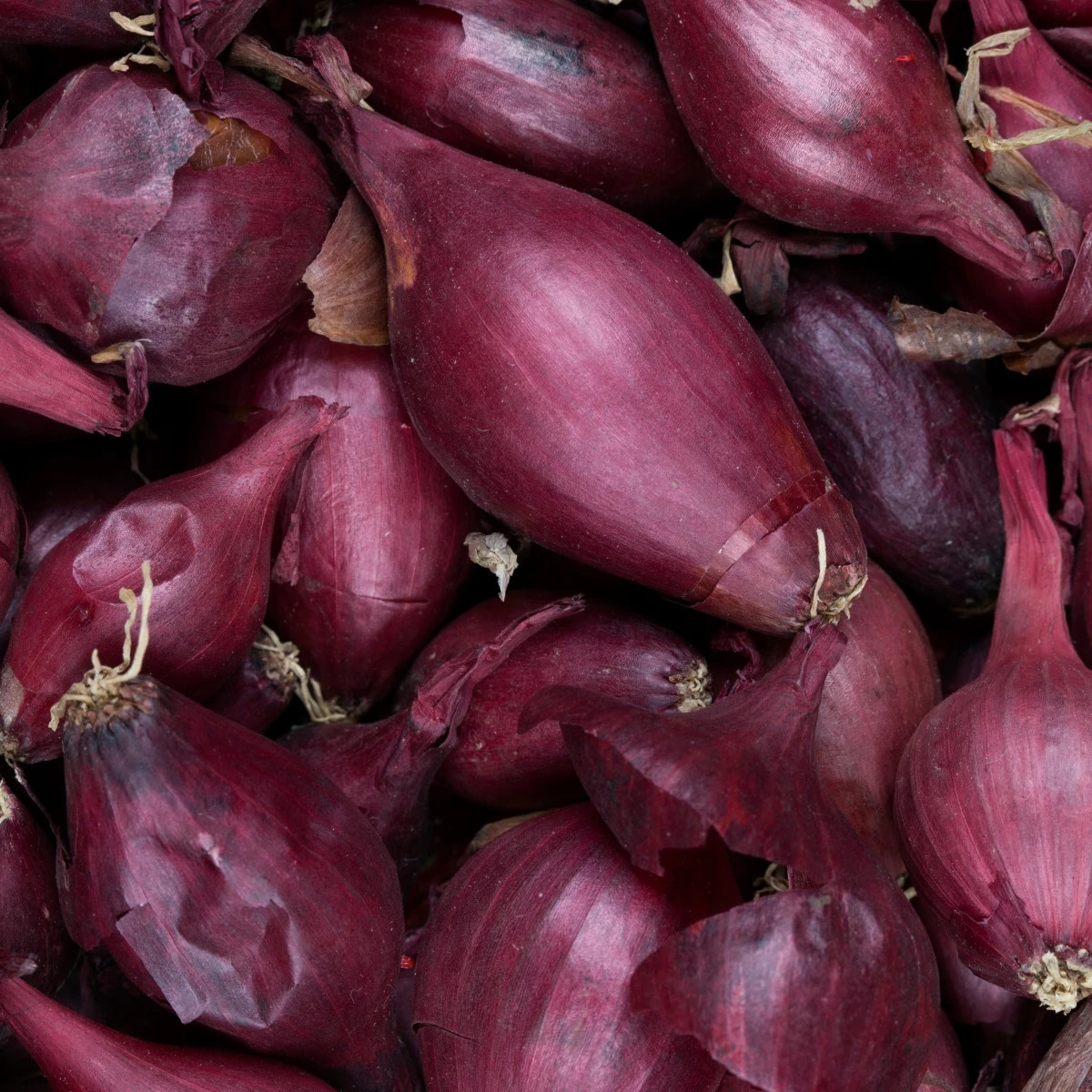 Cibuľa šalotka Schelia jarná červená - Allium cepa L. - predaj semien - 150 ks