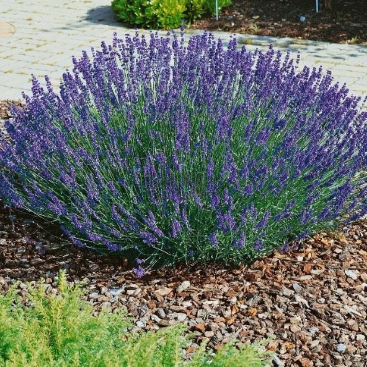 Levanduľa lekárska Provence - Lavandula angustifolia - predaj semien - 15 ks