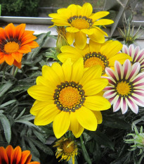 Gazánia Kiss Flame Mix F1 - Gazania rigens - predaj semien - 18 ks