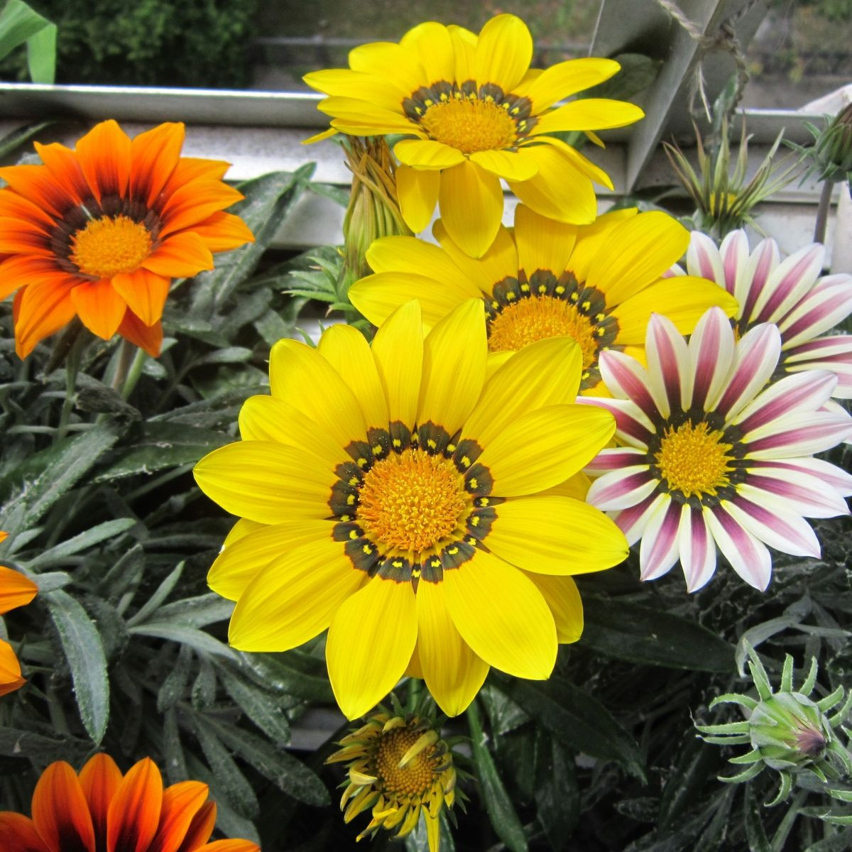 Gazánia Kiss Flame Mix F1 - Gazania rigens - predaj semien - 18 ks