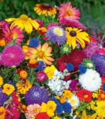 Kvetinová zmes - Last Minute - Kiepenkerl - predaj semien - 1 ks