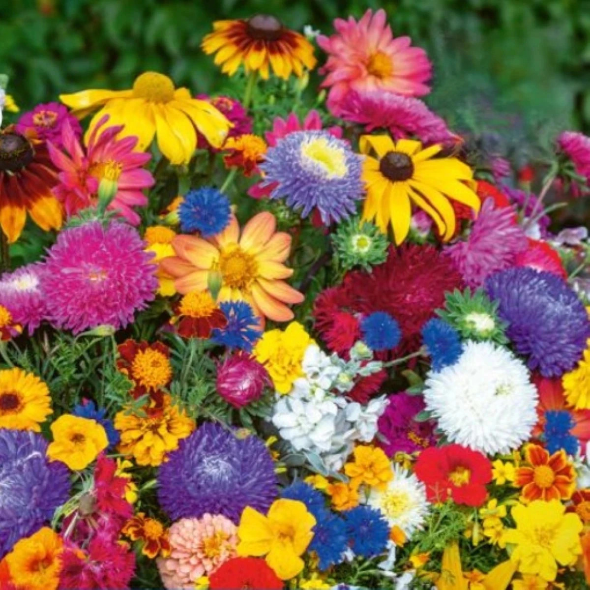 Kvetinová zmes - Last Minute - Kiepenkerl - predaj semien - 1 ks