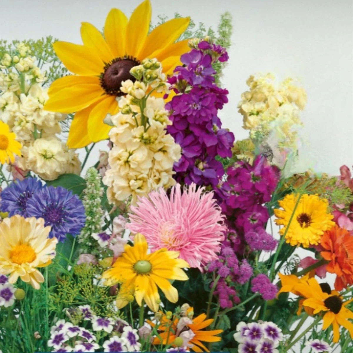 Kvetinová zmes - Letný večer - Kiepenkerl - predaj semien - 1 ks