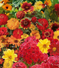 Kvetinová zmes - Ohnivý večer - Kiepenkerl - predaj semien - 1 ks