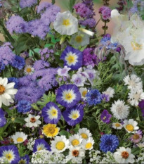 Kvetinová zmes - Letná zmes s atmosférou mora - Kiepenkerl - predaj semien - 1 ks