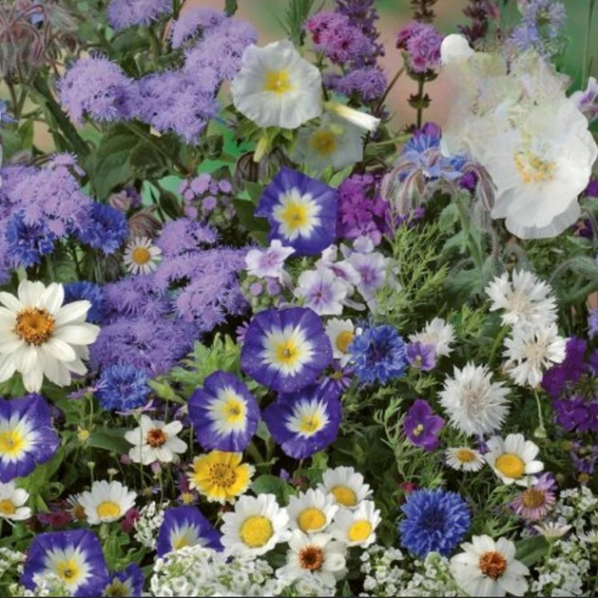 Kvetinová zmes - Letná zmes s atmosférou mora - Kiepenkerl - predaj semien - 1 ks