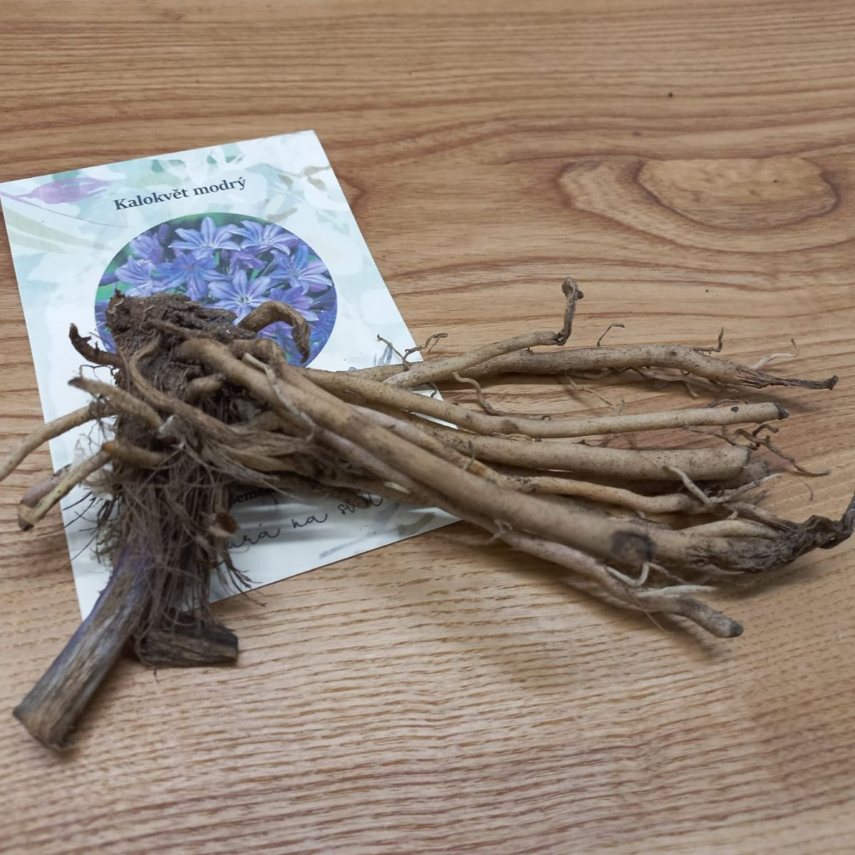 Kalokvet modrý - Agapanthus praecox - predaj voľnokorenných sadeníc - 1 ks