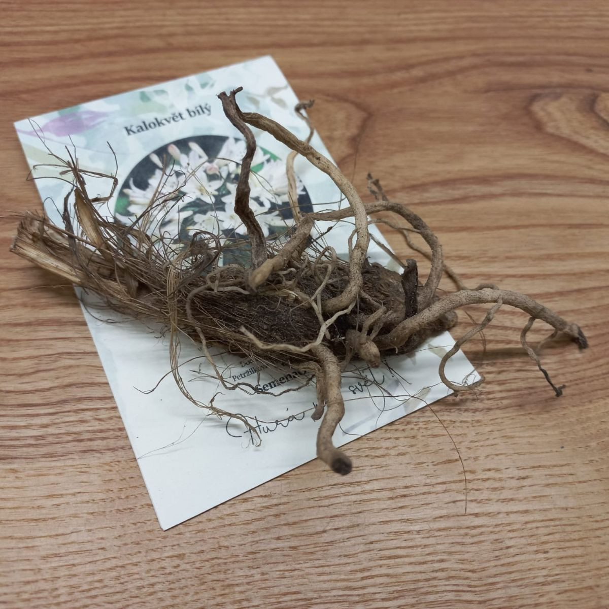 Kalokvet biely - Agapanthus praecox - predaj voľnokorenných sadeníc - 1 ks