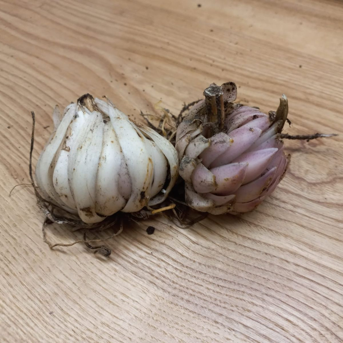 Ľalia biela liečivá - Lilium candidum - predaj cibuľovín - 1 ks