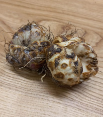 Ľalia Blacklist - Lilium - predaj cibuľovín - 1 ks