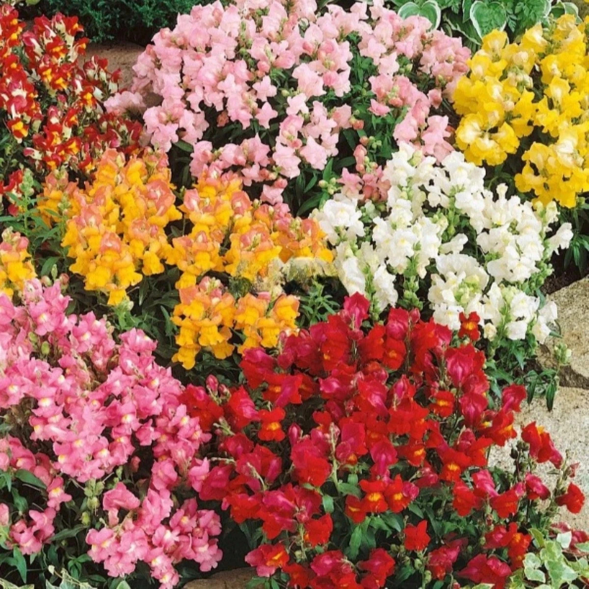 Papuľka väčšia Tom Pouce - Antirrhinum majus L. - predaj semien - 300 ks