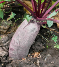 BIO Repa červená Formanova - Beta vulgaris - predaj semien - 50 ks