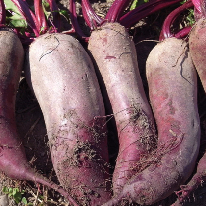 BIO Repa červená Formanova - Beta vulgaris - predaj semien - 50 ks