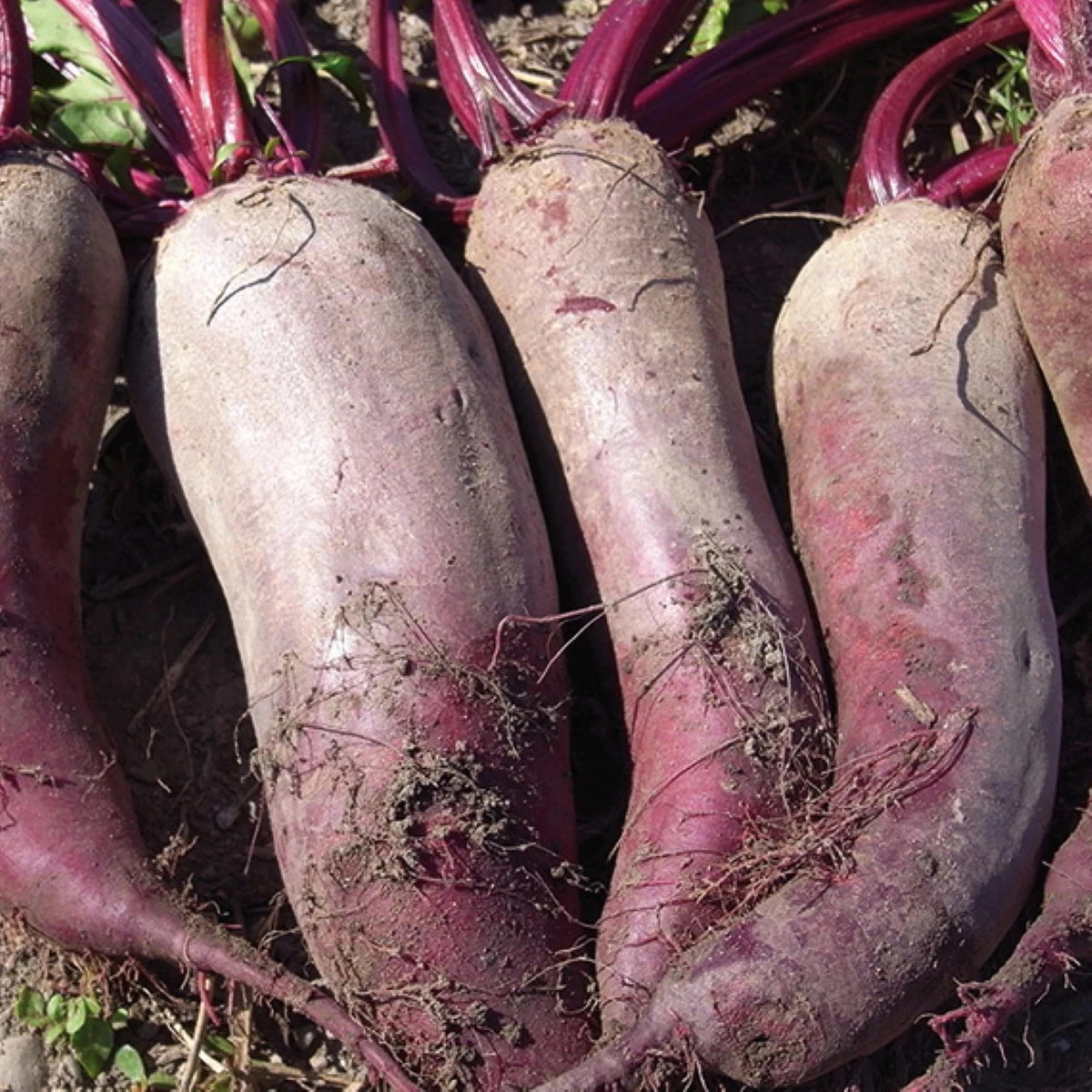 BIO Repa červená Formanova - Beta vulgaris - predaj semien - 50 ks