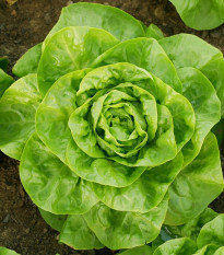 BIO Šalát hlávkový Lucinde - Lactuca sativa - predaj bio semien - 100 ks