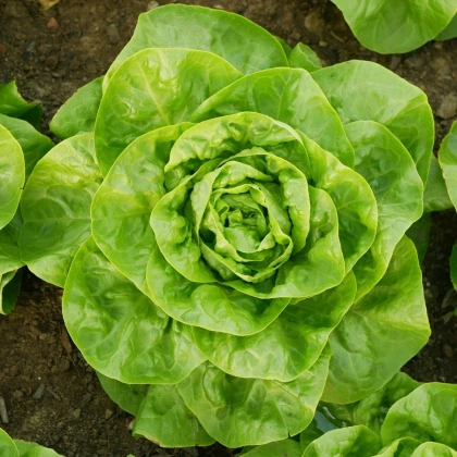 BIO Šalát hlávkový Lucinde - Lactuca sativa - predaj bio semien - 100 ks