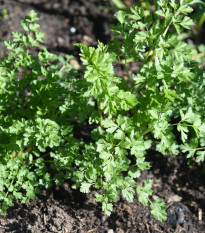 Petržlen Zelená Perla - Petroselinum crispum - predaj semien - 800 ks