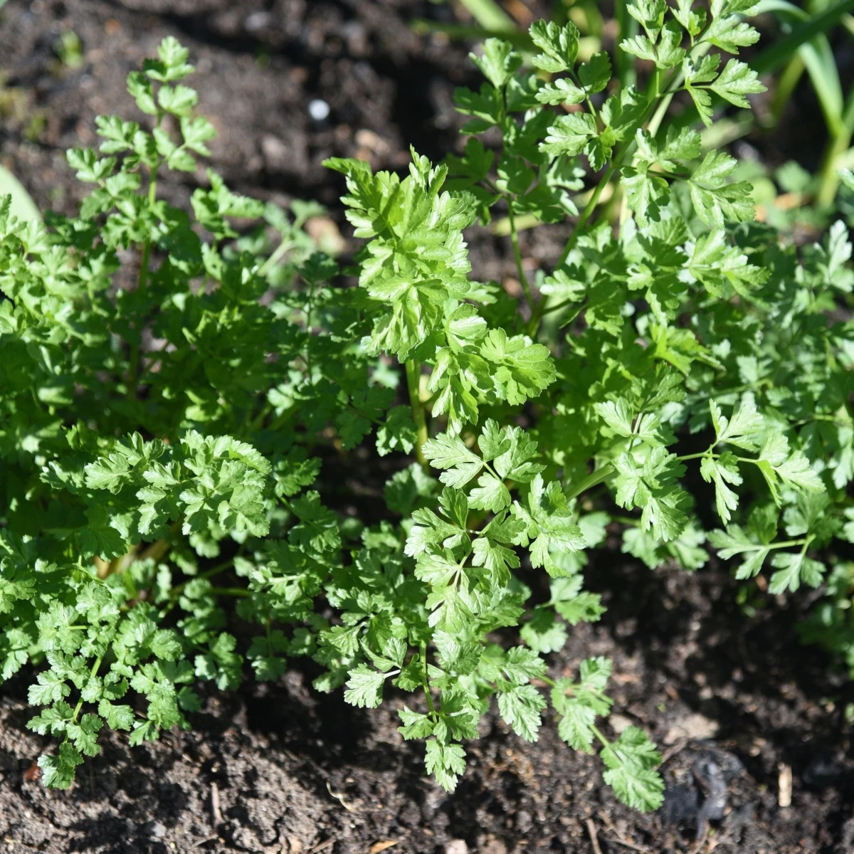 Petržlen Zelená Perla - Petroselinum crispum - predaj semien - 800 ks