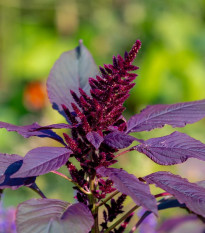 Láskavec Pygmy Torch - Amaranthus hypochondriacus - predaj semien - 100 ks