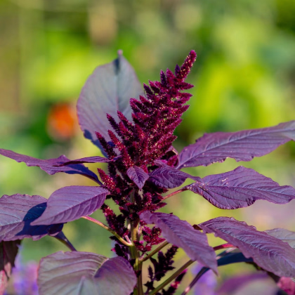 Láskavec Pygmy Torch - Amaranthus hypochondriacus - predaj semien - 100 ks