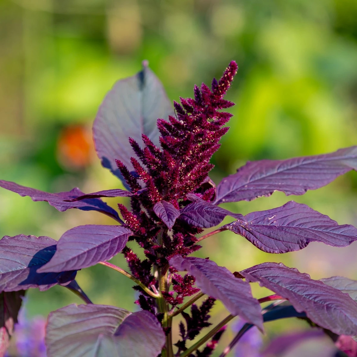 Láskavec Pygmy Torch - Amaranthus hypochondriacus - predaj semien - 100 ks