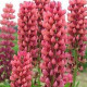 Vlčí bôb ružový - Lupina mnoholistá - Lupinus polyphyllus - semiačka - 30 ks
