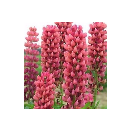 Vlčí bôb ružový - Lupina mnoholistá - Lupinus polyphyllus - semiačka - 30 ks