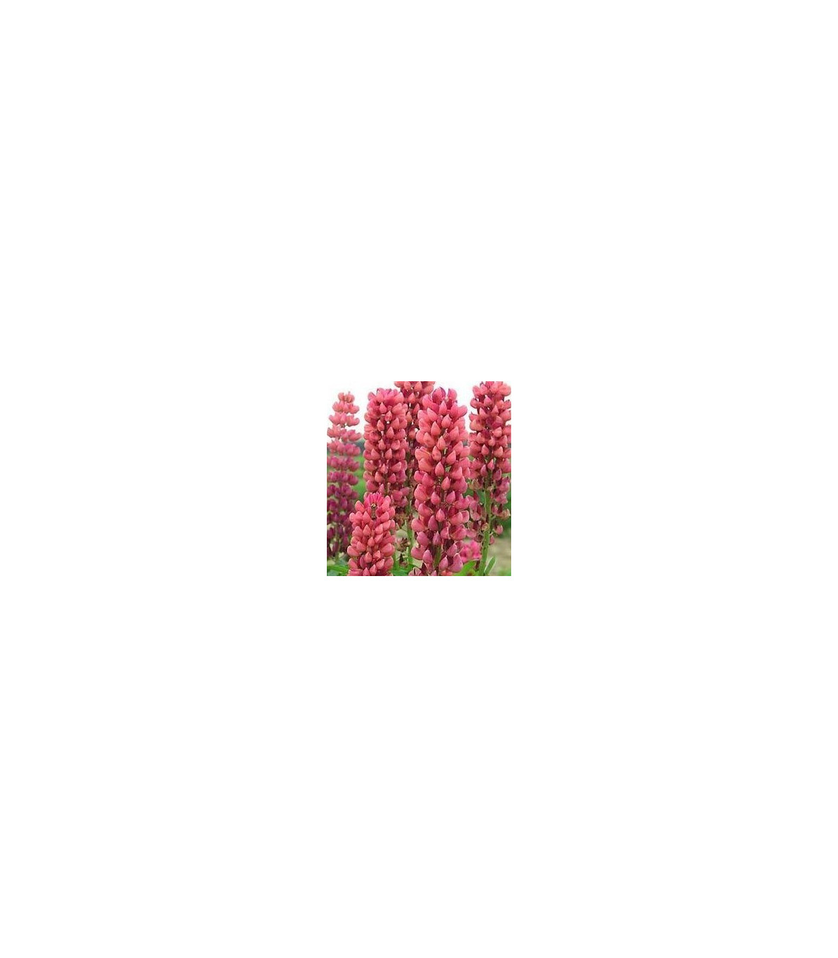 Vlčí bôb ružový - Lupina mnoholistá - Lupinus polyphyllus - semiačka - 30 ks