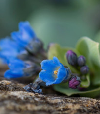 Mertenzia prímorská Silver Ocean blue - Mertensia maritima - predaj semien - 50 ks
