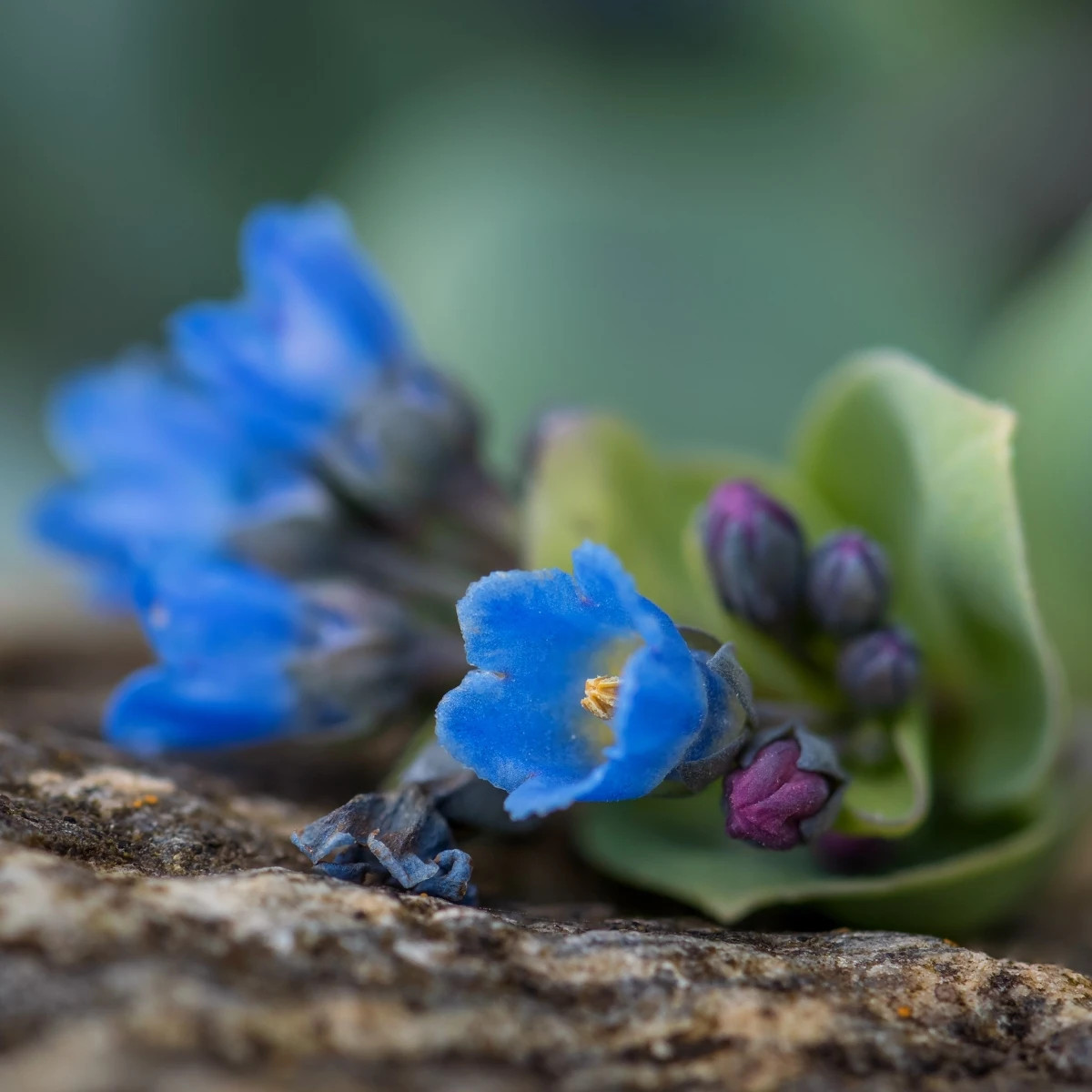 Mertenzia prímorská Silver Ocean blue - Mertensia maritima - predaj semien - 50 ks