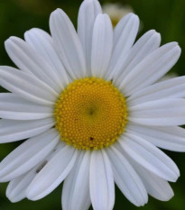 Margaréta trávolistá - Leucanthemum graminifolium - predaj semien - 50 ks