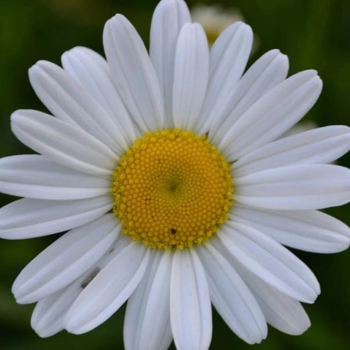 Margaréta trávolistá - Leucanthemum graminifolium - predaj semien - 50 ks