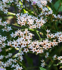 Limonka tatárska - Limonium tataricum - predaj semien - 50 ks