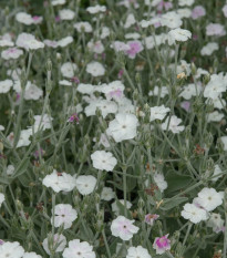 Kukučka vencová White - Lychnis coronaria - predaj semien - 50 ks