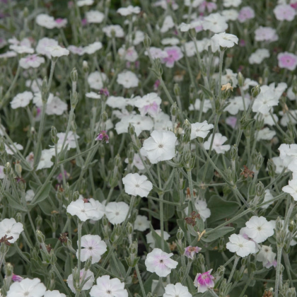 Kukučka vencová White - Lychnis coronaria - predaj semien - 50 ks