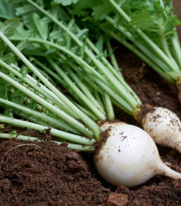 Reďkev Acord - Raphanus sativus - predaj semien - 150 ks