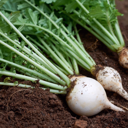 Reďkev Acord - Raphanus sativus - predaj semien - 150 ks