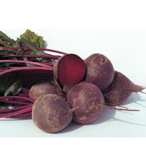 BIO Červená repa Boro F1 - Beta vulgaris - predaj bio semien - 50 ks