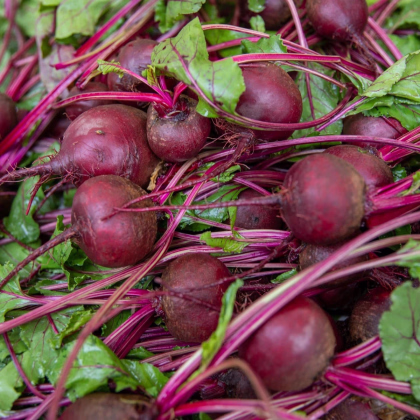 BIO Červená repa Boro F1 - Beta vulgaris - predaj bio semien - 50 ks