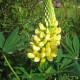 Vlčí bôb žltý - Lupina mnoholistá - Lupinus polyphyllus - semiačka - 30 ks