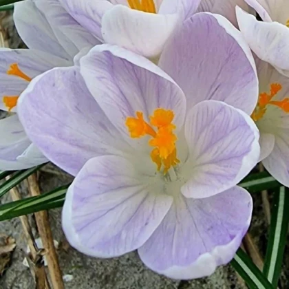 Krókus Candle Light - Crocus - predaj cibuľovín - 3 ks