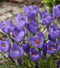 Krókus Aqua - Crocus - predaj cibuľovín - 3 ks
