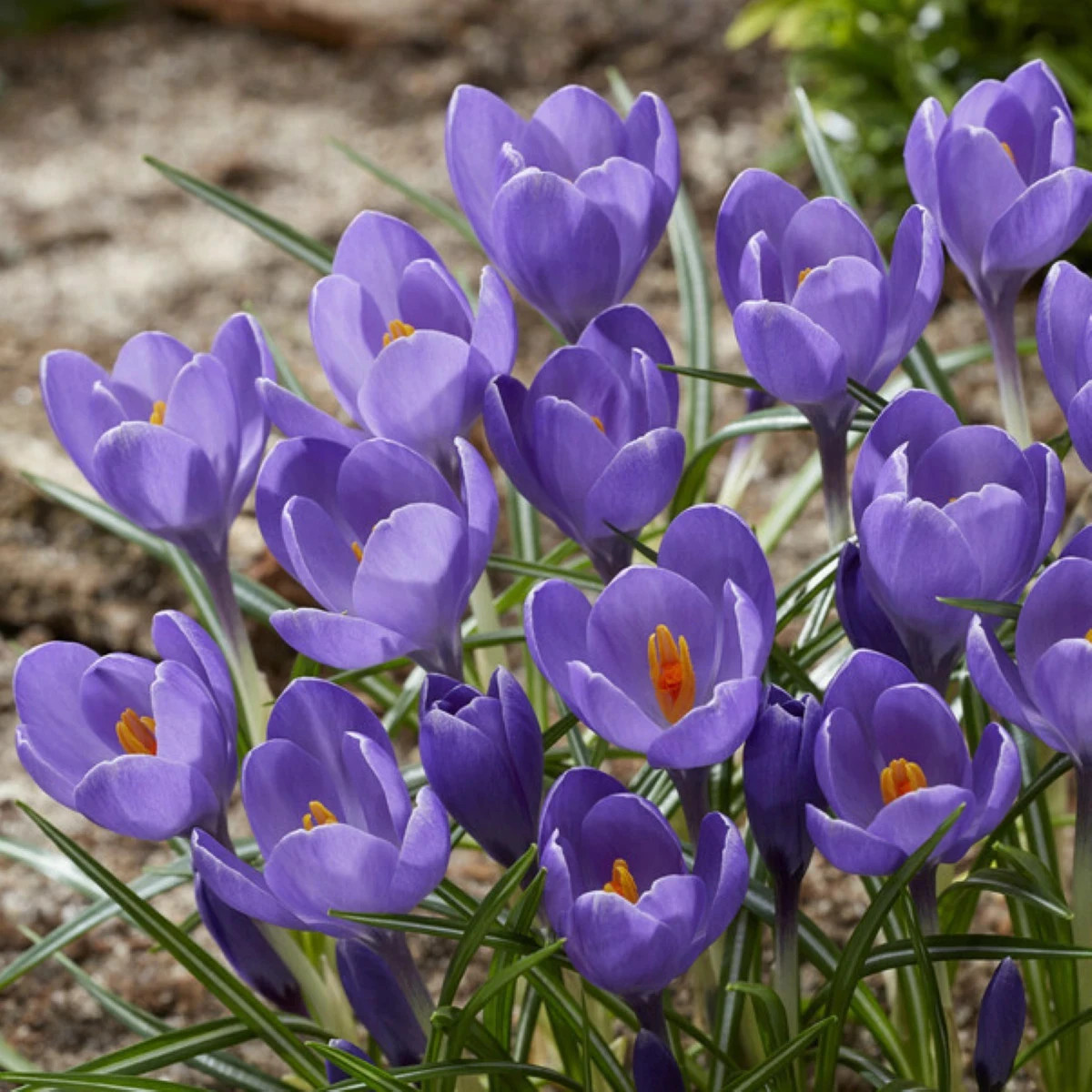 Krókus Aqua - Crocus - predaj cibuľovín - 3 ks