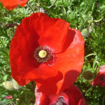 Vlčí mak červený - Papaver rhoeas - predaj semien - 250 ks