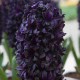 Hyacint Midnight Sky - Hyacinthus - predaj cibuľovín - 1 ks